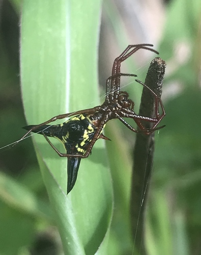 Micrathena sagittata image
