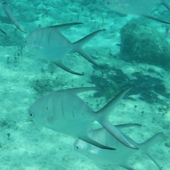 Trachinotus goodei