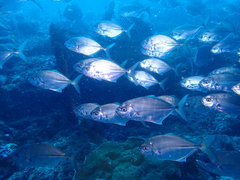 Ferdauia ferdau