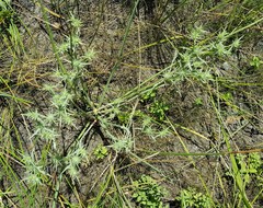 Eryngium petiolatum