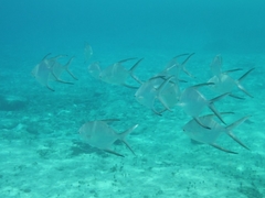 Trachinotus goodei