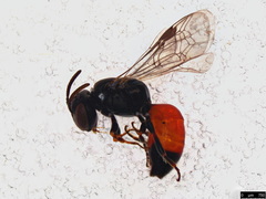 Hylaeus littleri