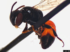 Hylaeus littleri