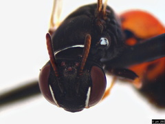 Hylaeus littleri