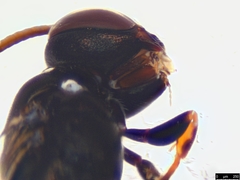 Hylaeus littleri
