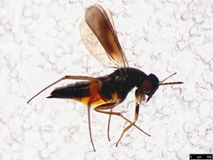 Elasmus