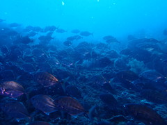 Ferdauia ferdau