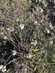 Armeria maritima californica