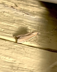 Pima albiplagiatella