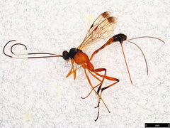 Leptobatopsis mesominiata