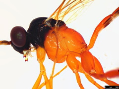 Leptobatopsis mesominiata