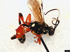 Setanta