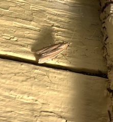 Pima albiplagiatella