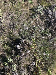 Armeria maritima californica