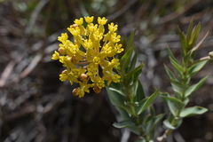 Asclepias barjoniifolia