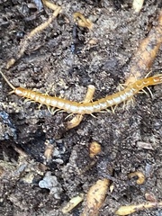 Scolopocryptops peregrinator