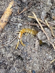 Scolopocryptops peregrinator