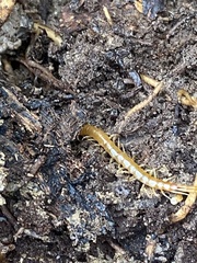 Scolopocryptops peregrinator