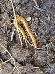 Scolopocryptops peregrinator