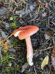 Russula americana