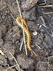 Scolopocryptops peregrinator