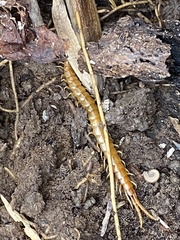 Scolopocryptops peregrinator