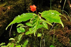 Begonia urticae
