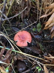Russula americana