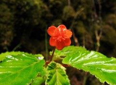 Begonia urticae