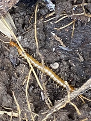 Scolopocryptops peregrinator