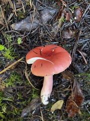 Russula americana