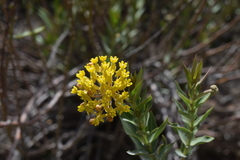 Asclepias barjoniifolia