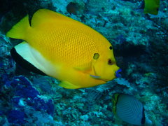 Apolemichthys trimaculatus