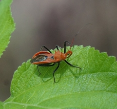 Gminatus wallengreni