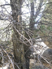 Quercus peninsularis