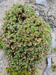 Achyranthemum argenteum