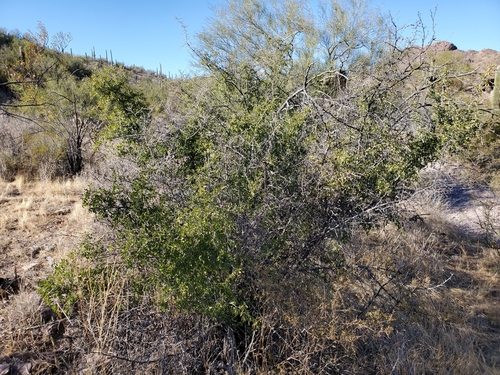 Image of Colubrina californica by (c) Bob Miller, some rights reserved (CC BY)