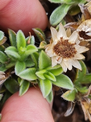Achyranthemum argenteum