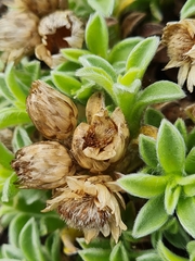 Achyranthemum argenteum