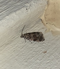 Olethreutes astrologana