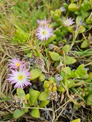 Delosperma patersoniae