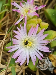 Delosperma patersoniae