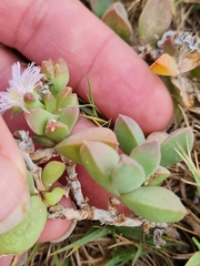 Delosperma patersoniae