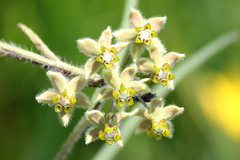 Asclepias concinna