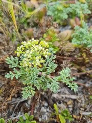 Dasispermum