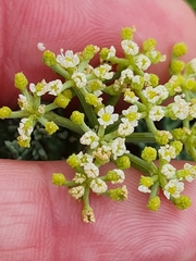 Dasispermum