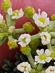 Dasispermum