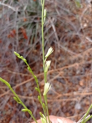 Bletia parkinsonii