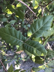 Quercus peninsularis