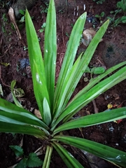 Pandanus amaryllifolius
